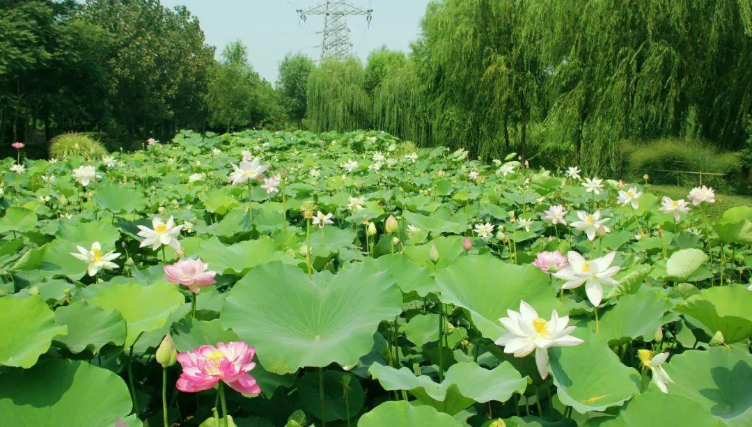 泰达股份，心灵与自然的美景之旅，股市投资新篇章