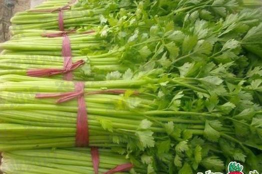 芹菜批发价格最新动态，行情变化中的学习助力自信与梦想实现