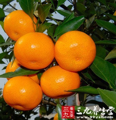 最新青桔夏日奇遇记